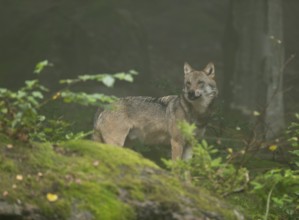 Wolf (Canis lupus) standing in the forest and looking attentively, fog in the forest, captive,