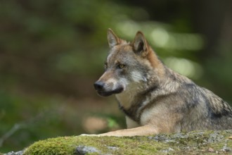Wolf (Canis lupus) lying on a moss-covered rock and looking attentively, captive, Bavarian Forest