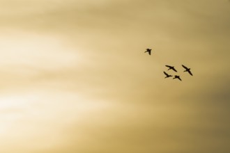 Mallards (Anas platyrhynchos) in flight against an orange-coloured morning sky, Lower Saxony,