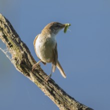 Great Reed Warbler (Acrocephalus arundinaceus) with food in its beak standing on an old branch,