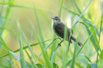 Reed warbler (Acrocephalus arundinaceus) on a reed stem, reed (Phragmites australis), Lower Saxony,
