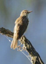 Great Reed Warbler (Acrocephalus arundinaceus) standing on an old branch, blue water behind, Lower