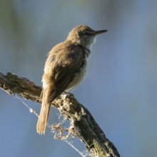 Great Reed Warbler (Acrocephalus arundinaceus) standing on an old branch, blue water behind, Lower