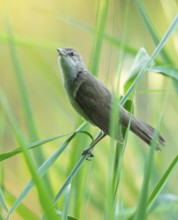 Reed warbler (Acrocephalus arundinaceus) on a reed stem, reed (Phragmites australis), Lower Saxony,