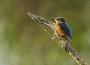 Kingfisher (Alcedo atthis) sitting on an old branch, perch and looking for prey, Lower Saxony,