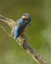 Kingfisher (Alcedo atthis) sitting on an old branch, perch and looking for prey, Lower Saxony,
