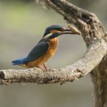 Kingfisher (Alcedo atthis) sitting on a branch, perch, with captured prey tadpole in its beak,