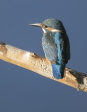 Kingfisher (Alcedo atthis) sitting on an old branch, perch and looking for prey, blue water behind,