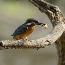 Kingfisher (Alcedo atthis) sitting on a branch, perch, with captured prey frog (Rana) in its beak,