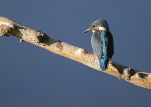 Kingfisher (Alcedo atthis) sitting on an old branch, perch and looking for prey, blue water behind,