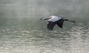 Crane (Grus grus) in flight over a lake, morning mist, Lower Saxony, Germany