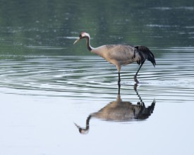 Crane (Grus grus) foraging in the shallow water zone of a lake, reflection in the water, Lower