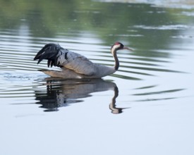 Crane (Grus grus) wading through the shallow water zone of a lake, reflection in the water, Lower