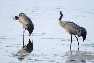 Cranes (Grus grus) standing in the shallow water zone of a lake, Lower Saxony, Germany