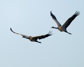 Crane (Grus grus), two cranes in flight, blue sky, Lower Saxony, Germany