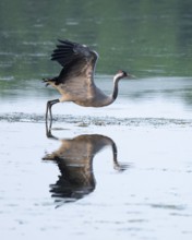 Crane (Grus grus) taking off to fly over a lake, reflection in the water, Lower Saxony, Germany