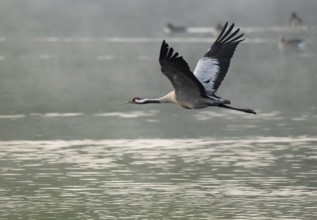 Crane (Grus grus) in flight over a lake, morning mist, geese on the water behind, Lower Saxony,