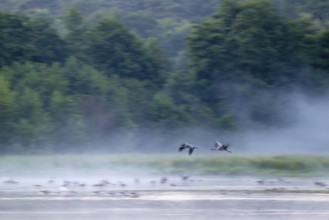 Cranes (Grus grus) in flight over a lake, morning fog, motion blur, long time exposure, pull-along,