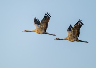 Crane (Grus grus), two cranes in flight, warm morning light, blue sky, Lower Saxony, Germany