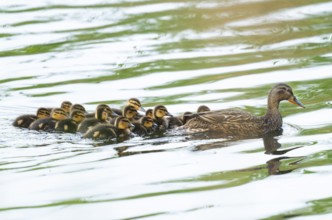 Mallard (Anas platyrhynchos), female, mother duck with chicks, young birds, swimming on a pond,