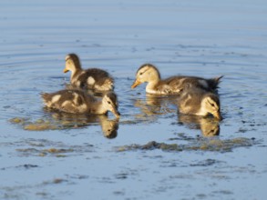 Mallard (Anas platyrhynchos), young birds foraging in the shallow water zone of a lake, blue water,