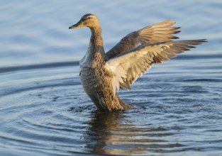 Mallard (Anas platyrhynchos), female, on a lake, flapping her wings, blue water, Lower Saxony,