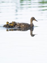 Mallard (Anas platyrhynchos), female, mother duck with chicks, young birds, swimming on a pond,