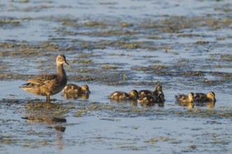 Mallard (Anas platyrhynchos), female, mother duck with chicks, young birds, foraging in the shallow