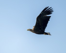 White-tailed eagle (Haliaeetus albicilla) in flight looking for food, blue sky, Lower Saxony,