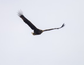 White-tailed eagle (Haliaeetus albicilla) in flight looking for food, Lower Saxony, Germany