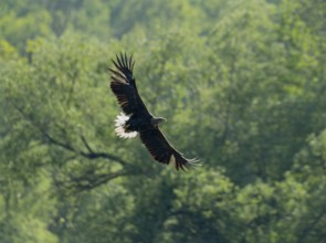 White-tailed eagle (Haliaeetus albicilla) in flight, looking for food, forest in the background,
