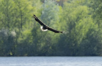 White-tailed eagle (Haliaeetus albicilla) in flight, foraging over a lake, Lower Saxony, Germany