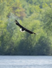 White-tailed eagle (Haliaeetus albicilla) in flight, foraging over a lake, Lower Saxony, Germany