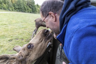 Feeding the moose (Alces alces), captive, moose safari in Virum Älkpark near Vimmerby, Kalmar län,