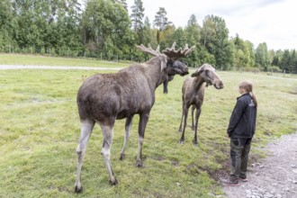 Moose (Alces alces) with animal keeper, captive, moose safari in Virum Älkpark near Vimmerby,