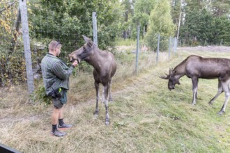 Moose (Alces alces) with keeper, captive, moose safari in Virum Älkpark near Vimmerby, Kalmar län,