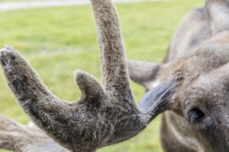 Hairy antlers of a moose (Alces alces), captive, moose safari in Virum Älkpark near Vimmerby,