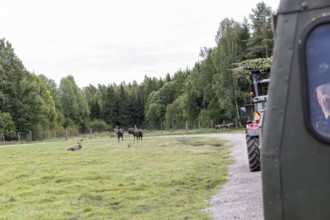 Moose (Alces alces), captive, moose safari in Virum Älkpark near Vimmerby, Kalmar län, Sweden