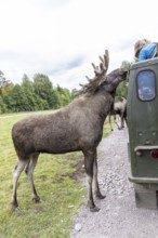 Feeding the moose (Alces alces), captive, moose safari in Virum Älkpark near Vimmerby, Kalmar län,