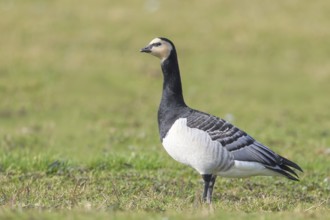 White-fronted goose or barnacle goose (Branta leucopsis), standing in a meadow in the wintering