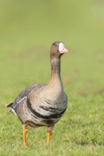 White-fronted goose (Anser albifrons), standing in a meadow in the wintering area, nature