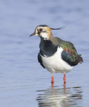 Lapwing (Vanellus vanellus), in splendid plumage, standing in shallow water, nature reserve on the