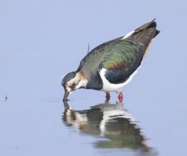 Lapwing (Vanellus vanellus), splendid plumage, drinking water, nature reserve on the Rhine, old
