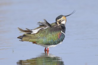 Lapwing (Vanellus vanellus), in splendid plumage, standing in shallow water, preening its feathers,