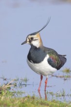Lapwing (Vanellus vanellus), in splendid plumage, foraging on a bank, nature reserve on the Rhine,