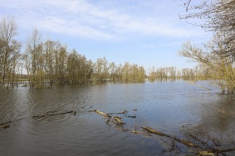 Bislicher Insel, in winter, floods in the floodplains due to Rhine flooding, nature reserve on the