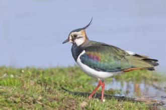 Lapwing (Vanellus vanellus), in splendid plumage, foraging on a bank, nature reserve on the Rhine,