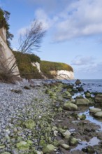Chalk coast, cliffs, stones on the shore, dead tree, Jasmund National Park, Sassnitz, Rügen,