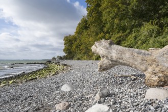 Tree trunk on the coast, stones on the shore, Jasmund National Park, Sassnitz, Rügen, island,