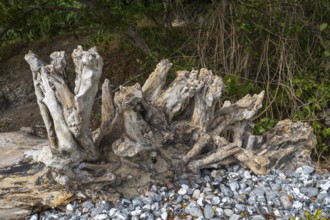 Tree roots on Gakower Ufer, dead wood, Sassnitz, Jasmund National Park, Rügen, island, Baltic Sea,
